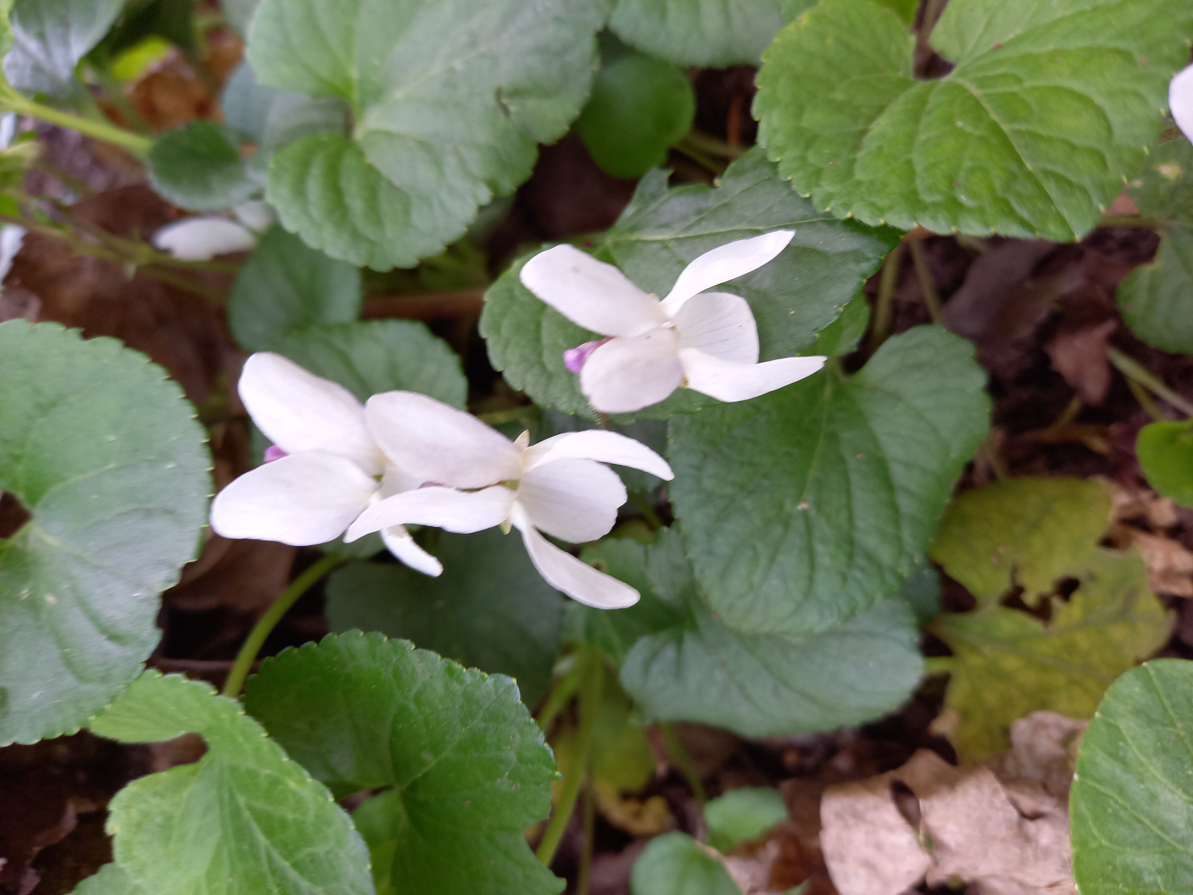 viola bianca